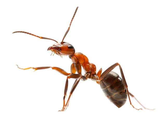 PESTCOM (What are Acrobat Ants) - Pest Control Boise Idaho | Pestcom ...
