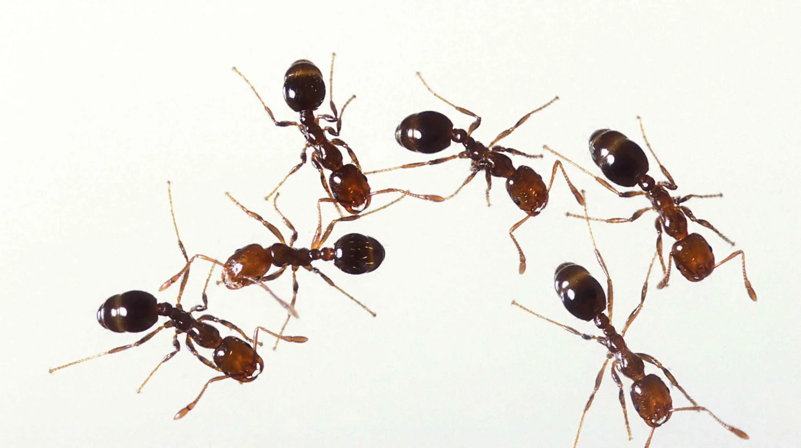 Best Ant Bait for White Footed Ants  2019 WFA Treatment Guide – Pest  Control Everything