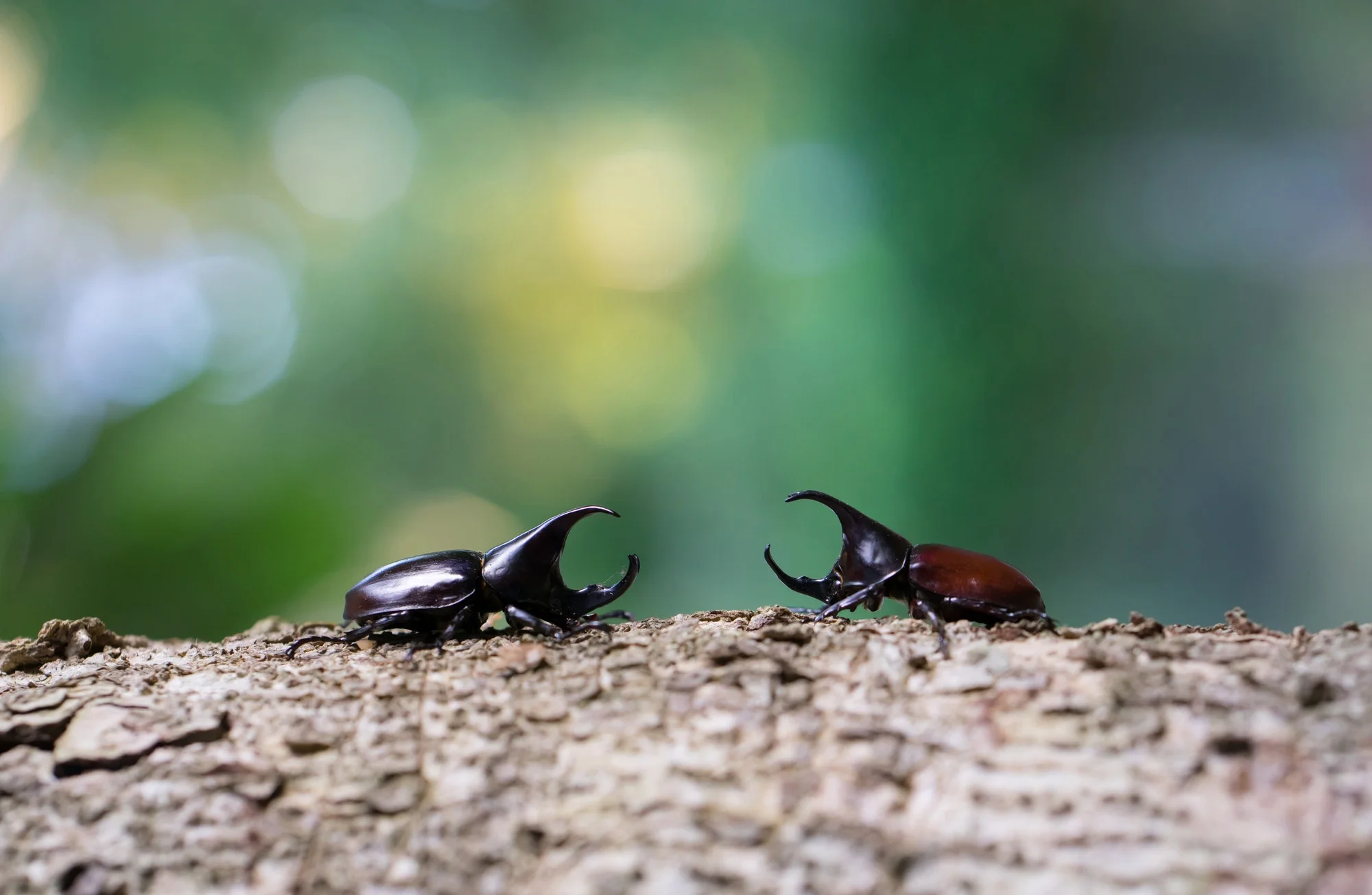 How to Prevent & Get Rid of Pests in Firewood - Pest Control Boise ...