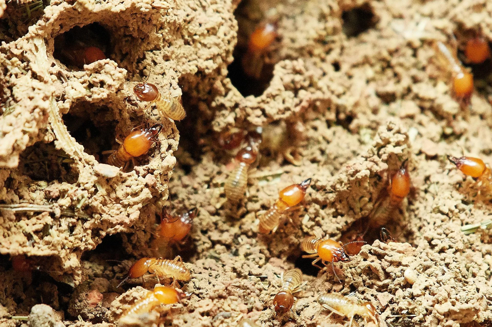 Signs of a Termite Infestation Pest Control Boise Idaho Pest Management