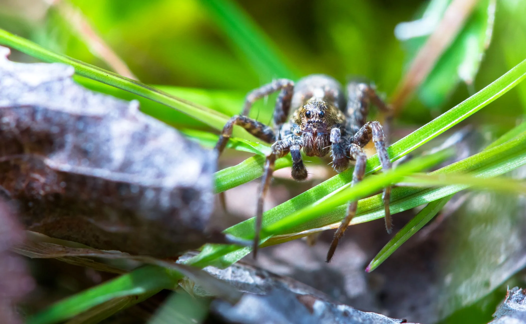 Facts About Wolf Spiders - Pest Control Boise Idaho | Pestcom Pest ...